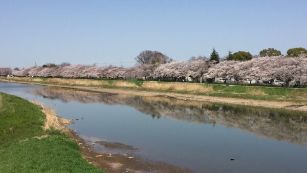 お花見