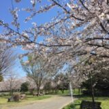 お花見