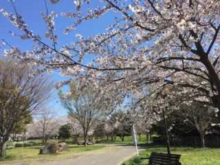 お花見